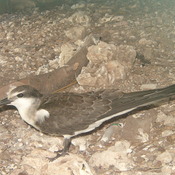 Bridled Tern